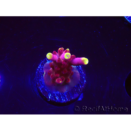 WYSIWYG JF Acropora Fox Flame 5O7
