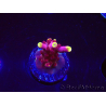 WYSIWYG JF Acropora Fox Flame