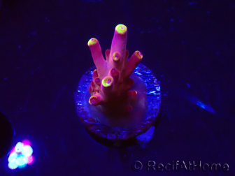 WYSIWYG JF Acropora Fox Flame