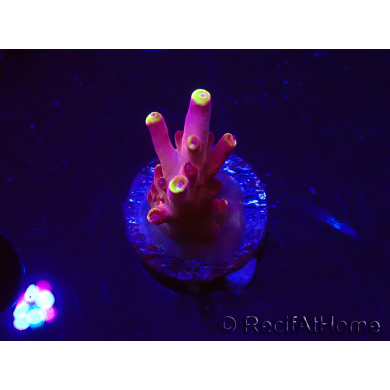 WYSIWYG JF Acropora Fox Flame 5O8