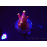 WYSIWYG JF Acropora Fox Flame