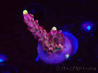WYSIWYG JF Acropora Fox Flame