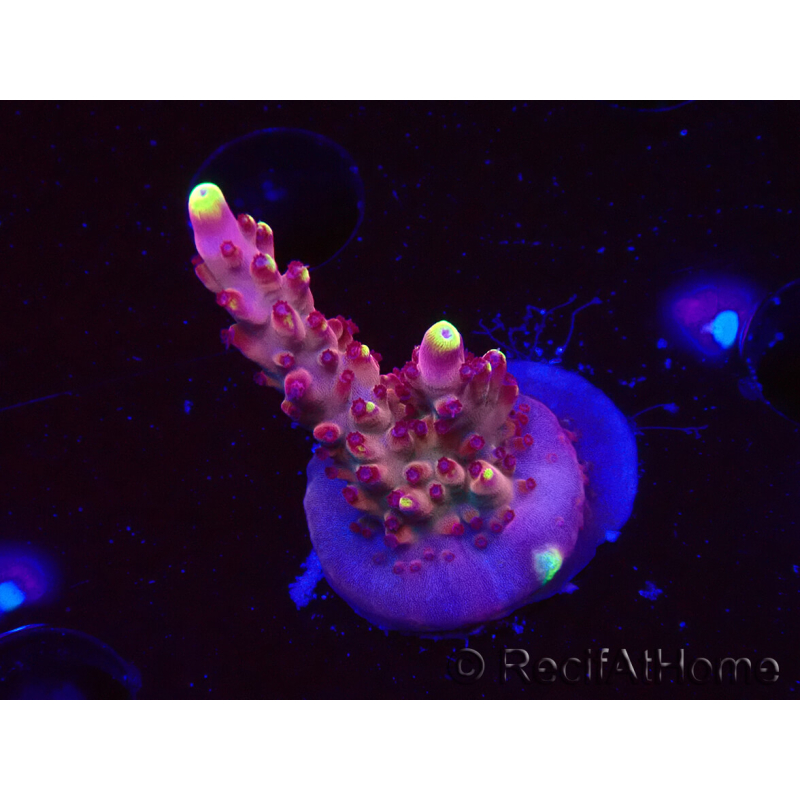 WYSIWYG JF Acropora Fox Flame