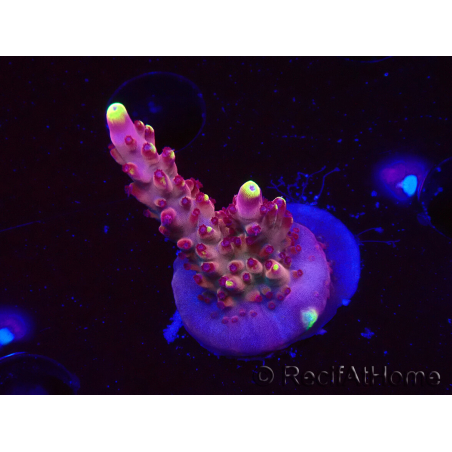 WYSIWYG JF Acropora Fox Flame