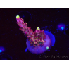 WYSIWYG JF Acropora Fox Flame