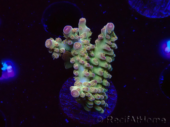 WYSIWYG RAH Acropora Astro-berry 5P3