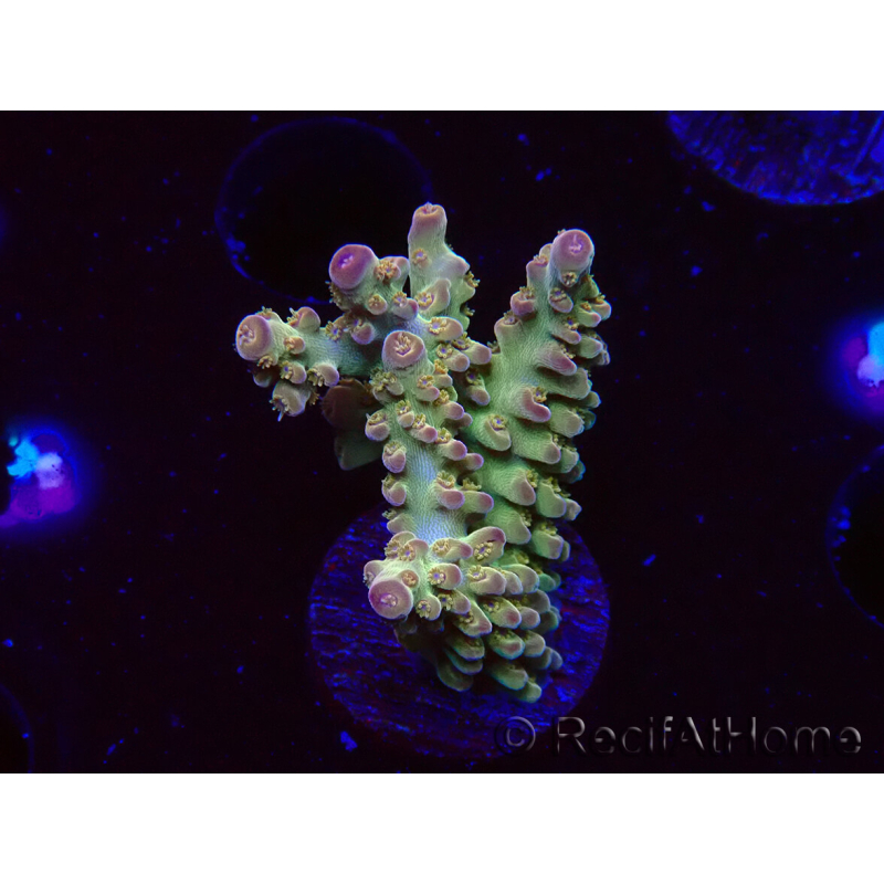 WYSIWYG RAH Acropora Astro-berry