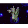 WYSIWYG RAH Acropora Astro-berry