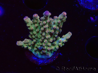 WYSIWYG RAH Acropora Astro-berry 5P4