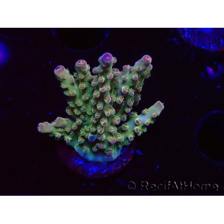 WYSIWYG RAH Acropora Astro-berry