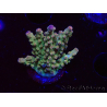 WYSIWYG RAH Acropora Astro-berry 5P4
