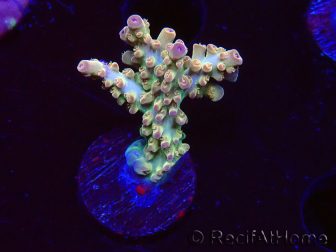 WYSIWYG RAH Acropora Astro-berry 5P5