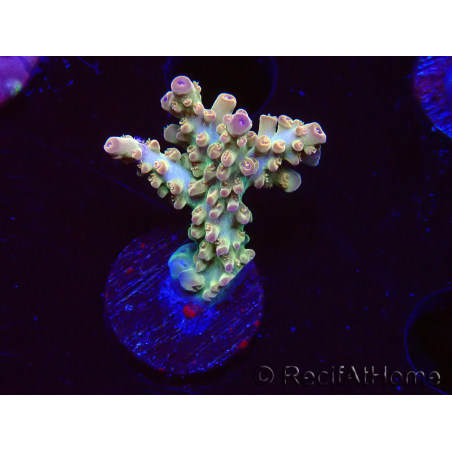 WYSIWYG RAH Acropora Astro-berry