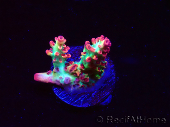 WYSIWYG RAH Acropora microclados Strawberry Shortcake