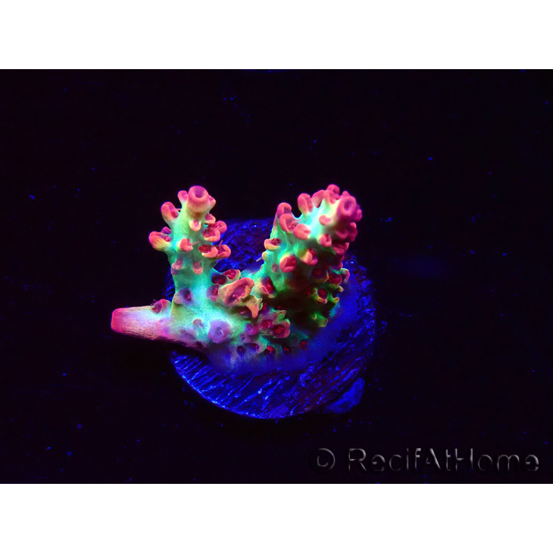 WYSIWYG RAH Acropora microclados Strawberry Shortcake