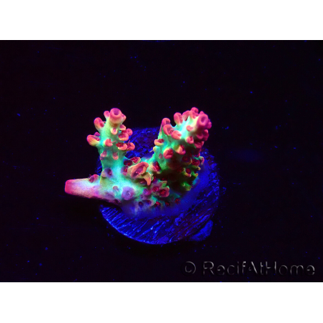 WYSIWYG RAH Acropora microclados Strawberry Shortcake