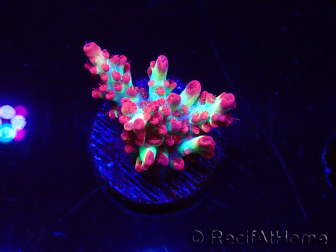 WYSIWYG RAH Acropora microclados Strawberry Shortcake