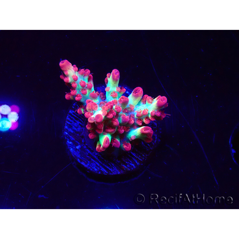 WYSIWYG RAH Acropora microclados Strawberry Shortcake