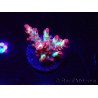 WYSIWYG RAH Acropora microclados Strawberry Shortcake
