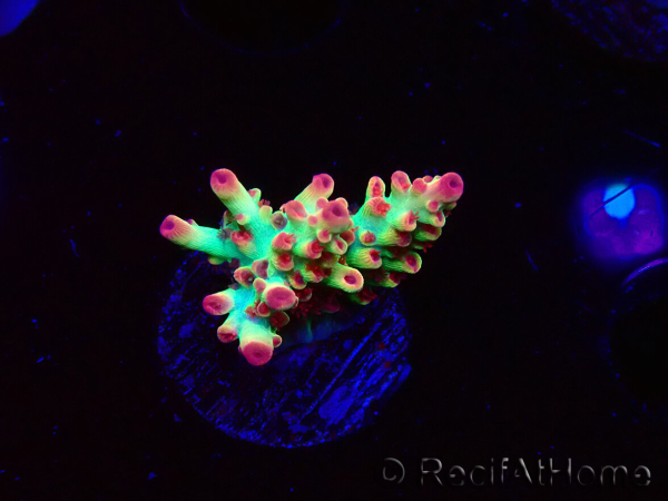 WYSIWYG RAH Acropora microclados Strawberry Shortcake 5P8