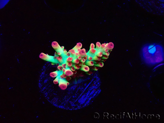 WYSIWYG RAH Acropora microclados Strawberry Shortcake 5P8