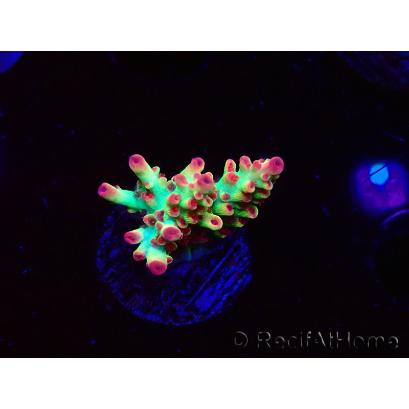 WYSIWYG RAH Acropora microclados Strawberry Shortcake
