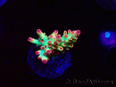 WYSIWYG RAH Acropora microclados Strawberry Shortcake