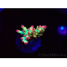 WYSIWYG RAH Acropora microclados Strawberry Shortcake 5P8