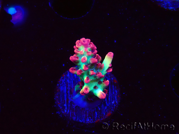 WYSIWYG RAH Acropora microclados Strawberry Shortcake