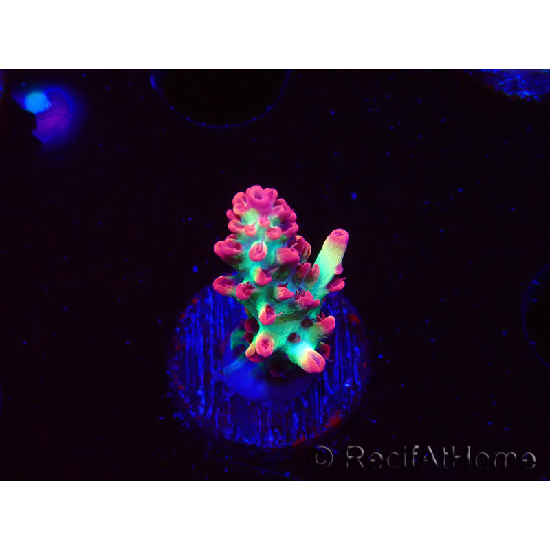 WYSIWYG RAH Acropora microclados Strawberry Shortcake 5P9