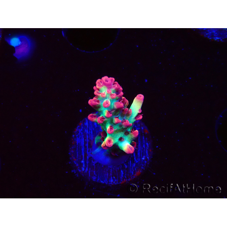 WYSIWYG RAH Acropora microclados Strawberry Shortcake 5P9