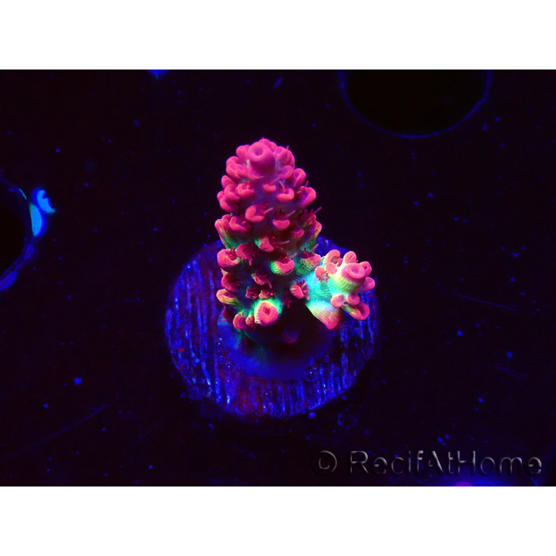 WYSIWYG RAH Acropora microclados Strawberry Shortcake