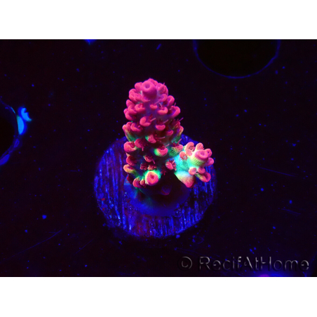 WYSIWYG RAH Acropora microclados Strawberry Shortcake 5P10