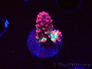 WYSIWYG RAH Acropora microclados Strawberry Shortcake