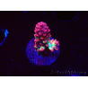 WYSIWYG RAH Acropora microclados Strawberry Shortcake 5P10