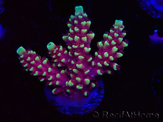 WYSIWYG Acropora Drachenatem