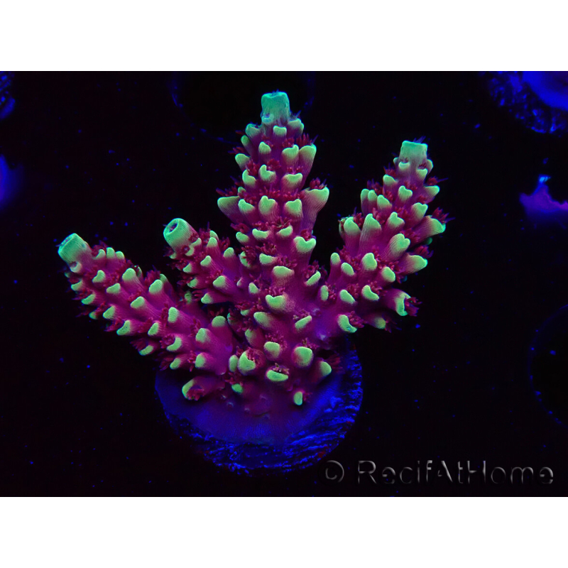 WYSIWYG Acropora Dragon Breath