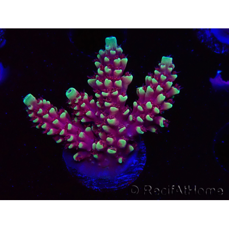 WYSIWYG Acropora Dragon Breath 5R1