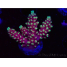 WYSIWYG Acropora Dragon Breath 5R1