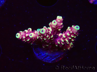 WYSIWYG Acropora Drachenatem