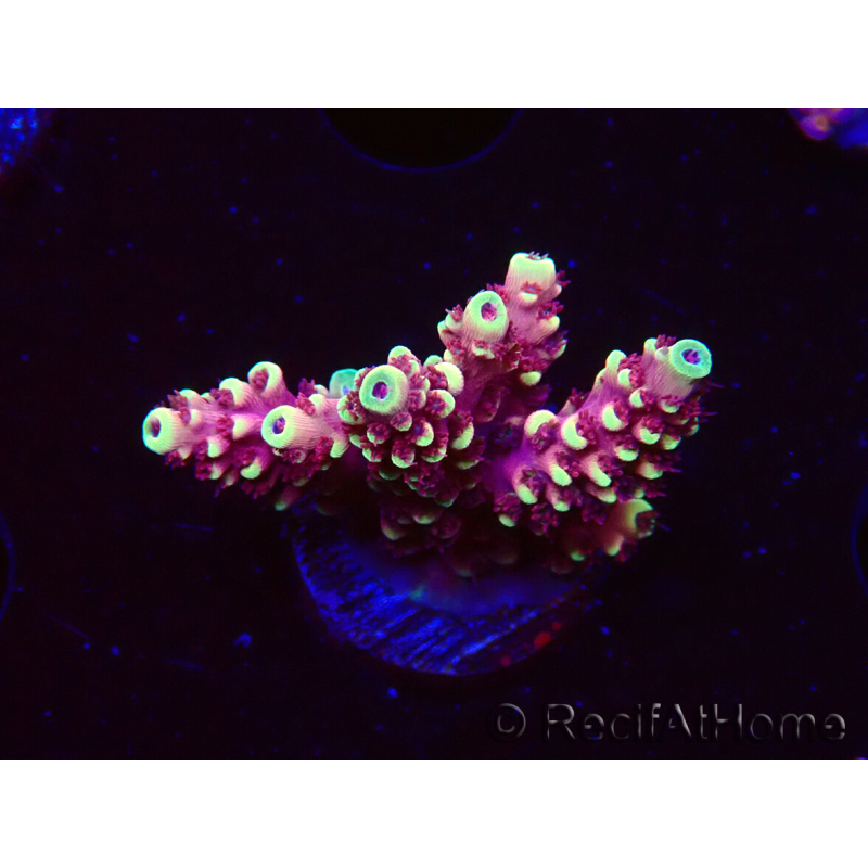 WYSIWYG Acropora Drachenatem