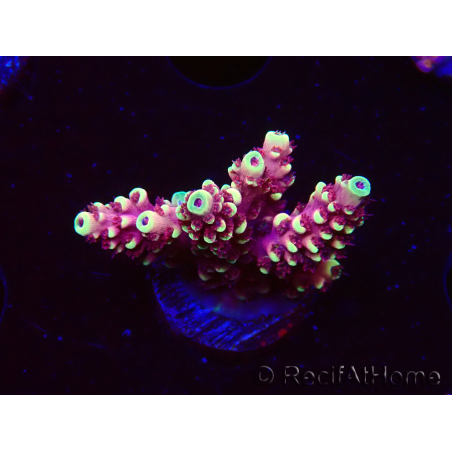WYSIWYG Acropora Dragon Breath
