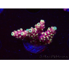 WYSIWYG Acropora Dragon Breath