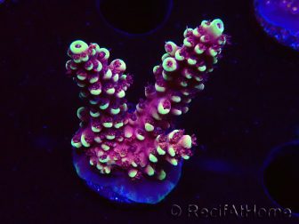 WYSIWYG Acropora Dragon Breath