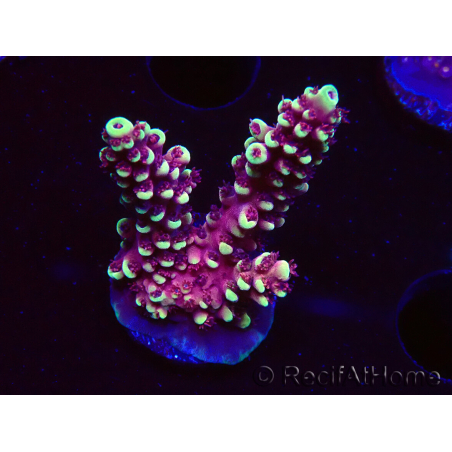WYSIWYG Acropora Dragon Breath