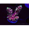 WYSIWYG Acropora Dragon Breath