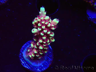 WYSIWYG Acropora Dragon Breath 5R4