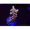 WYSIWYG Acropora Dragon Breath
