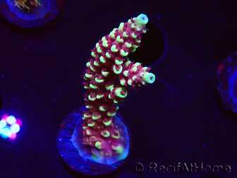 WYSIWYG Acropora Dragon Breath