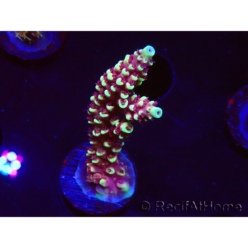 WYSIWYG Acropora Dragon Breath